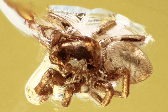 Small Detailed Fossil Spider (Araneae) In Baltic Amber #335784
